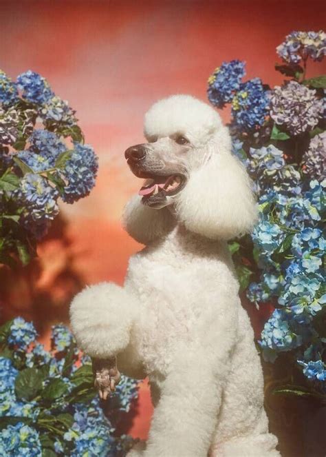 Shot by Petra Collins, a lineup of dogs to celebrate the Year of 